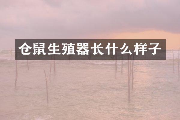 仓鼠生殖器长什么样子