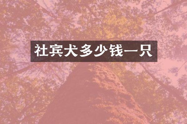 社宾犬多少钱一只