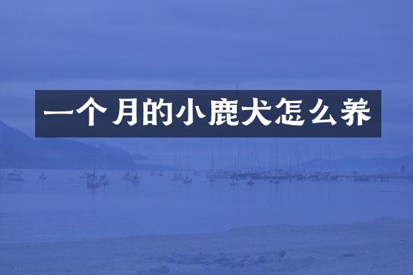 一个月的小鹿犬怎么养