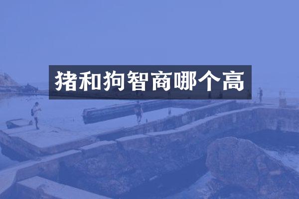 猪和狗智商哪个高