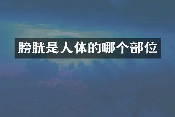 膀胱是人体的哪个部位