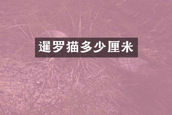 暹罗猫多少厘米