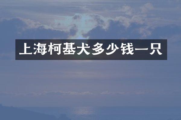 上海柯基犬多少钱一只