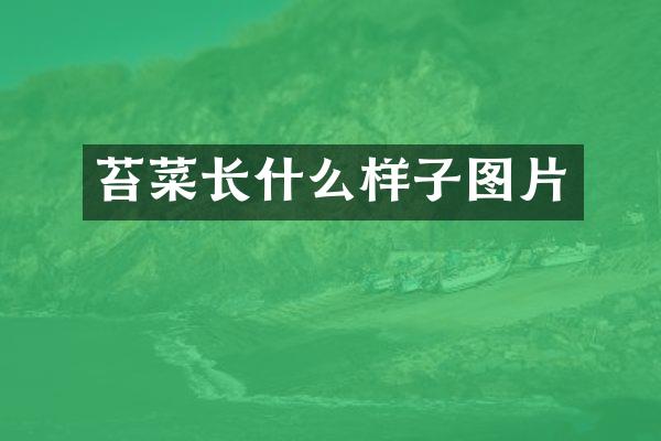 苔菜长什么样子图片