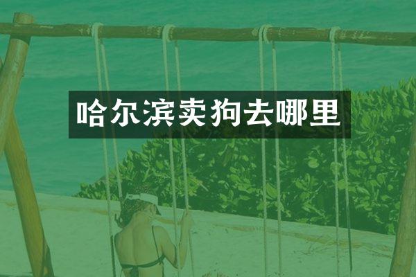 哈尔滨卖狗去哪里