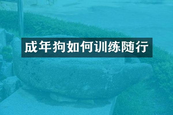 成年狗如何训练随行