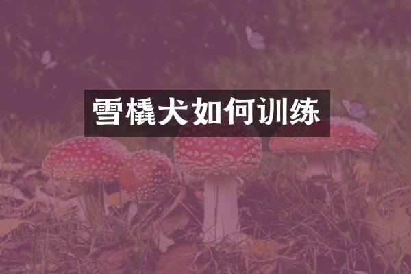 雪橇犬如何训练