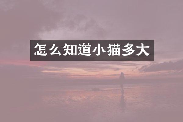 怎么知道小猫多大