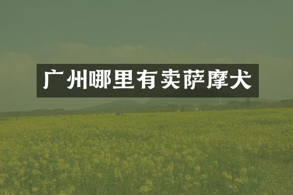 广州哪里有卖萨摩犬