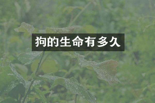 狗的生命有多久