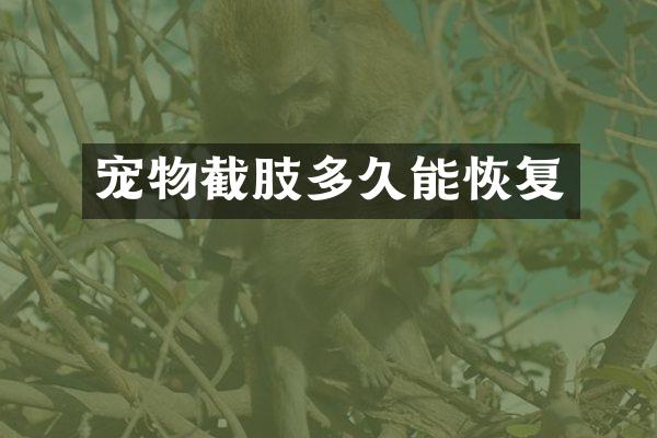 宠物截肢多久能恢复