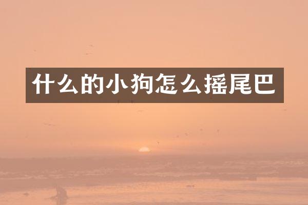 什么的小狗怎么摇尾巴
