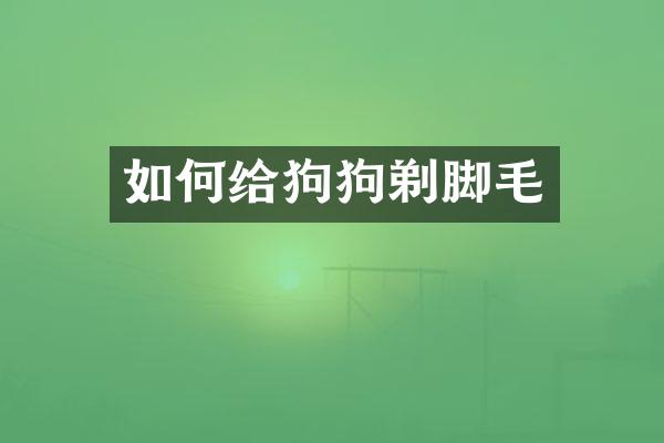 如何给狗狗剃脚毛