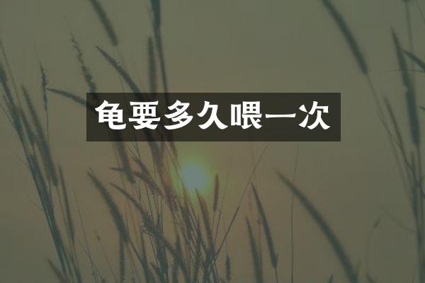 龟要多久喂一次