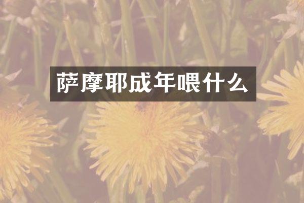 萨摩耶成年喂什么