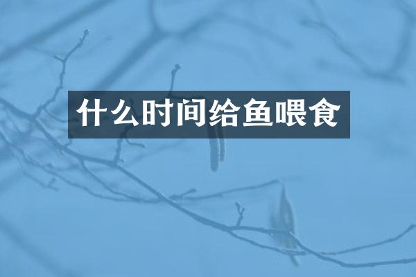 什么时间给鱼喂食