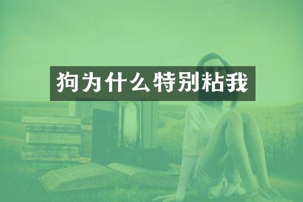 狗为什么特别粘我