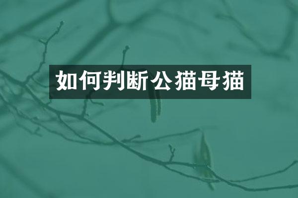 如何判断公猫母猫