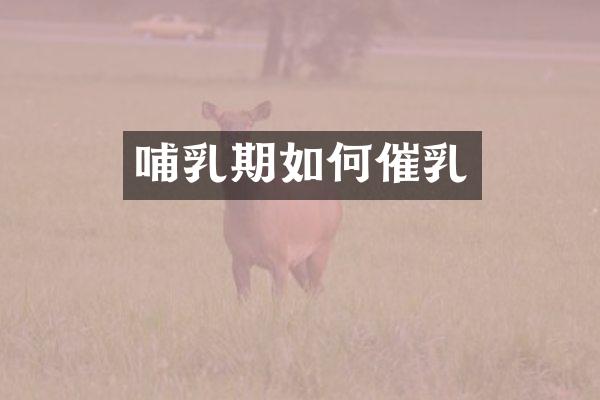 哺乳期如何催乳