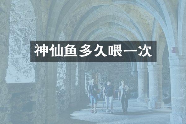 神仙鱼多久喂一次