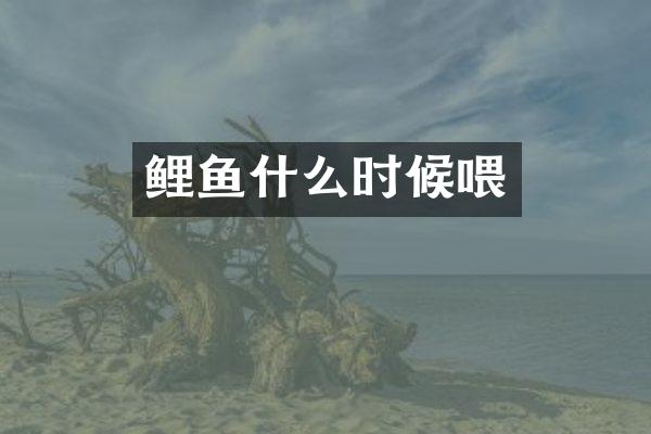 鲤鱼什么时候喂