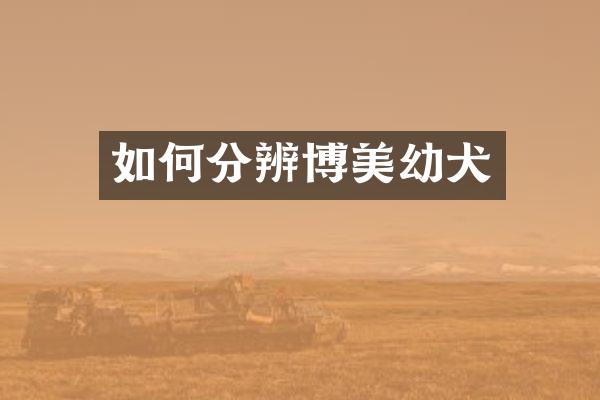 如何分辨博美幼犬