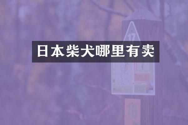 日本柴犬哪里有卖