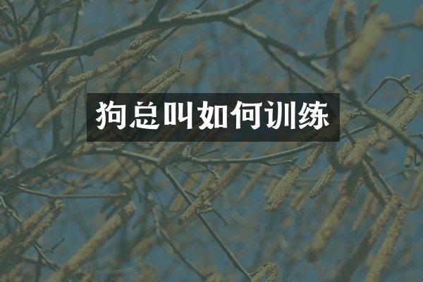 狗总叫如何训练