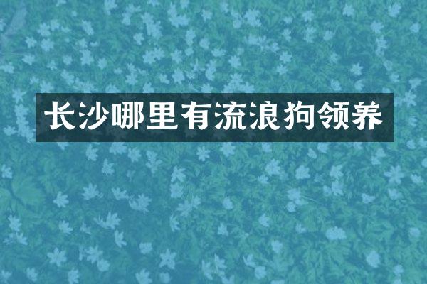 长沙哪里有流浪狗领养