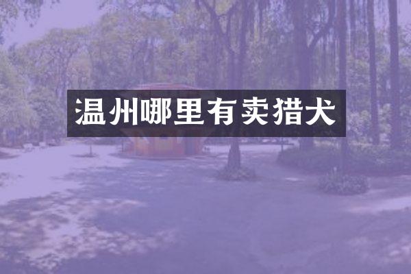 温州哪里有卖猎犬