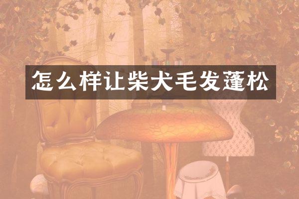 怎么样让柴犬毛发蓬松