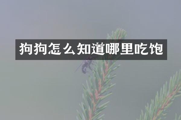 狗狗怎么知道哪里吃饱