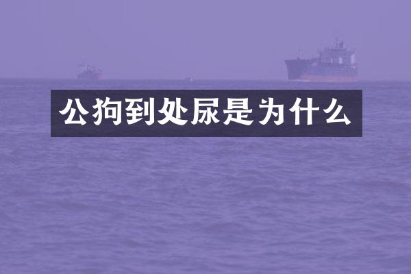 公狗到处尿是为什么