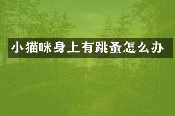 小猫咪身上有跳蚤怎么办