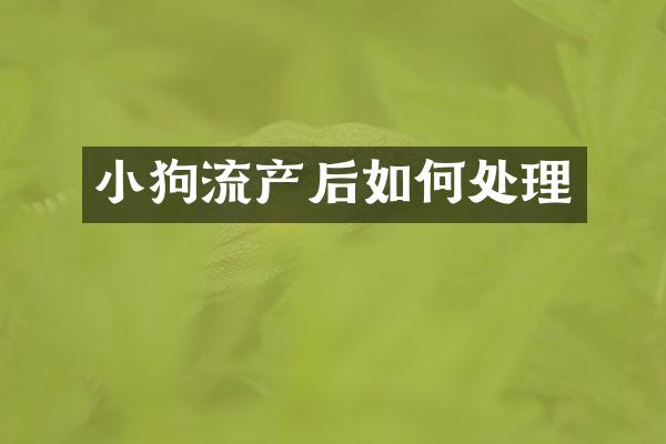 小狗流产后如何处理