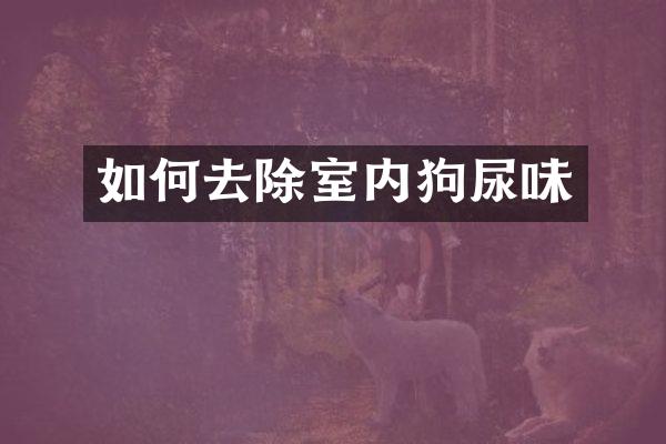 如何去除室内狗尿味