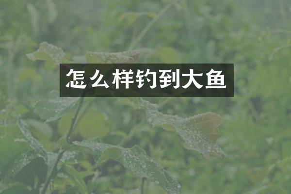 怎么样钓到大鱼