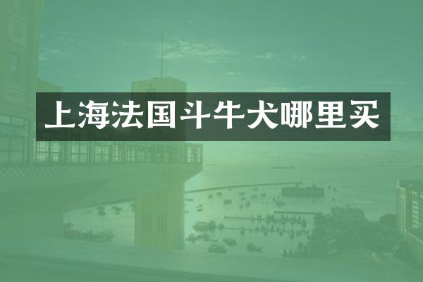 上海法国斗牛犬哪里买