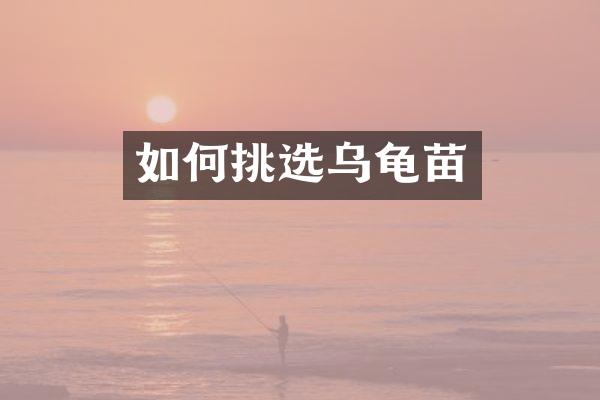 如何挑选乌龟苗