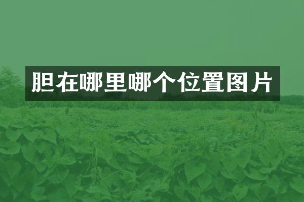 胆在哪里哪个位置图片