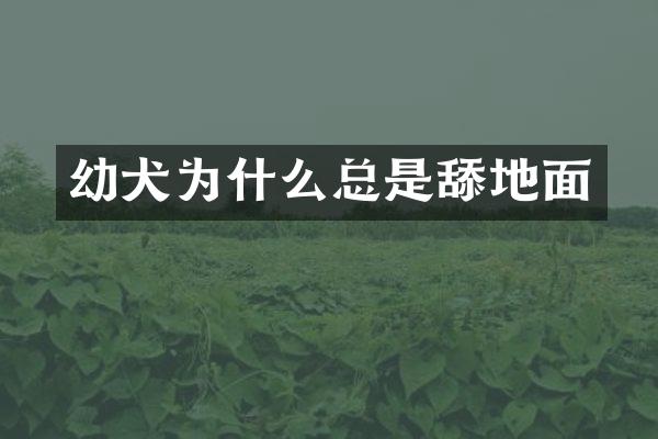 幼犬为什么总是舔地面