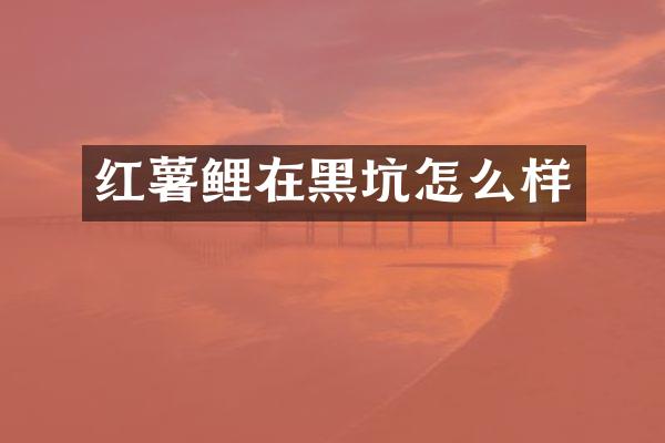 红薯鲤在黑坑怎么样