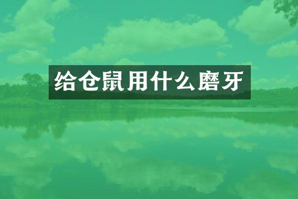 给仓鼠用什么磨牙
