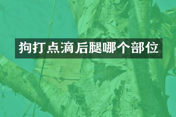 狗打点滴后腿哪个部位