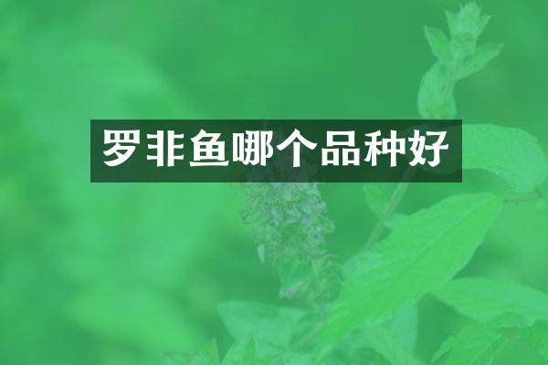 罗非鱼哪个品种好