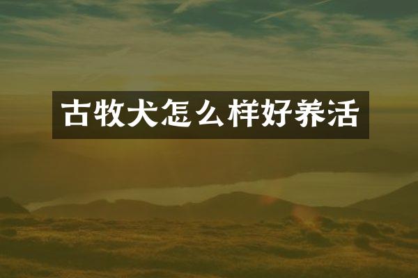 古牧犬怎么样好养活