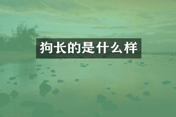 狗长的是什么样