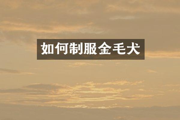 如何制服金毛犬