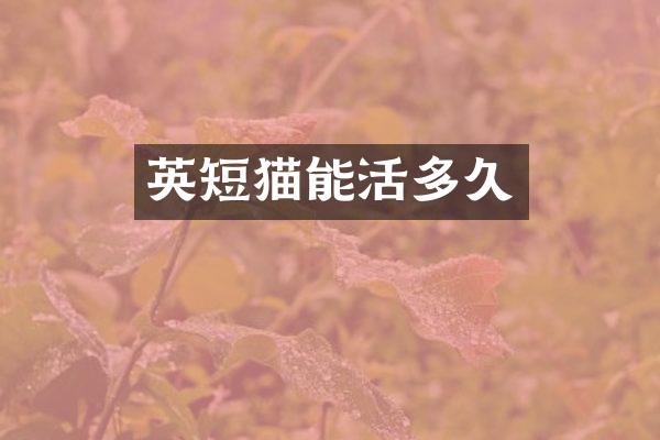 英短猫能活多久