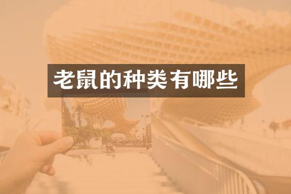 老鼠的种类有哪些